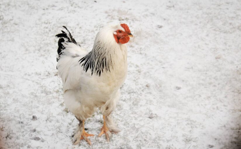 cold-weather-chickens